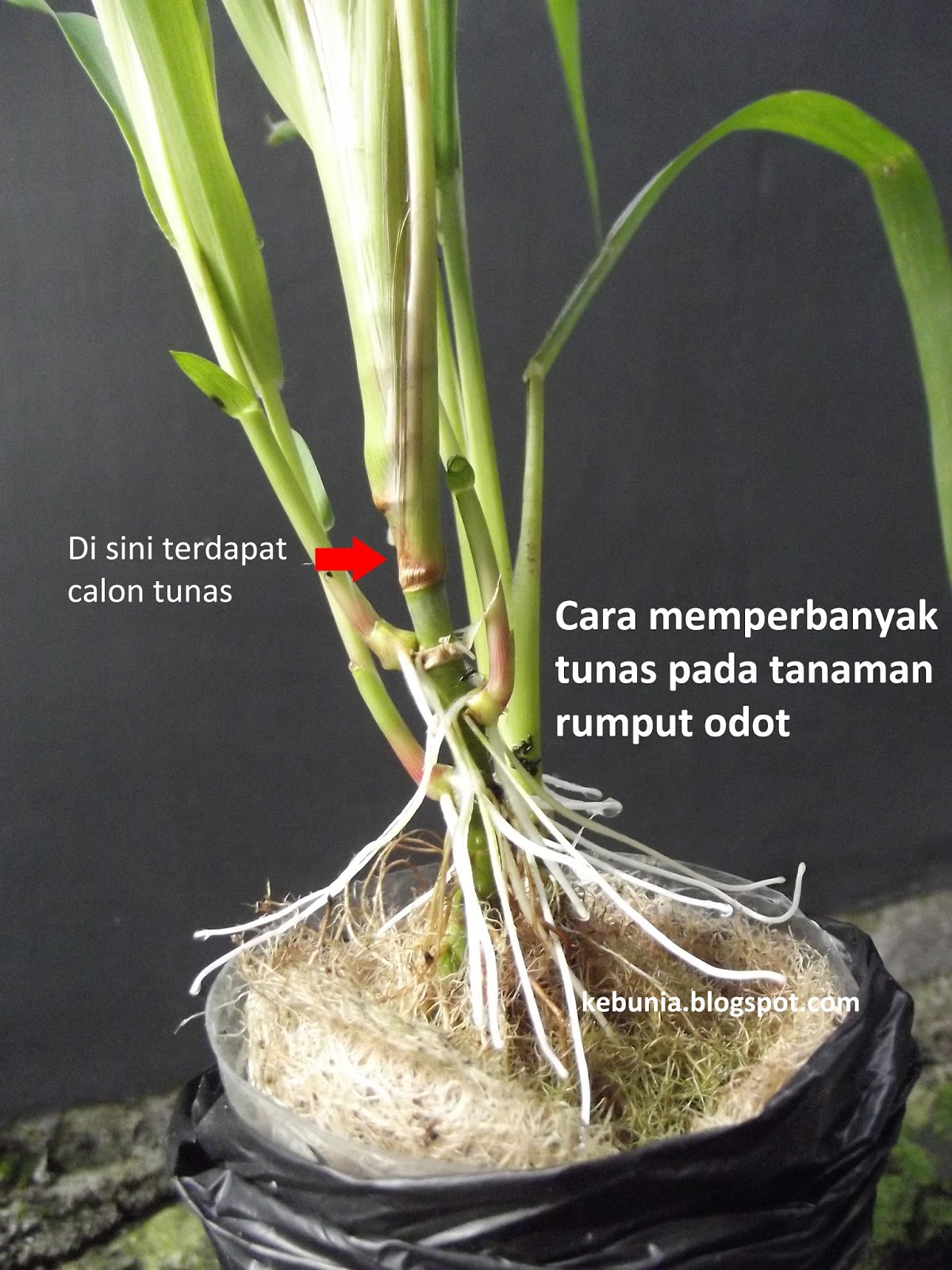 Kebun Mania Bertanam Tak Harus Di Tanah Tips Mempercepat Pertumbuhan Tunas Pada Tanaman Rumput Odot