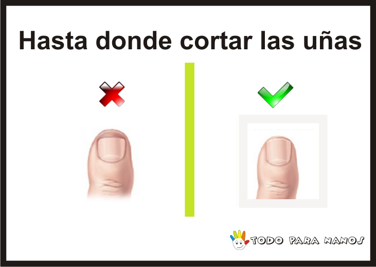 Hasta donde cortas las uñas