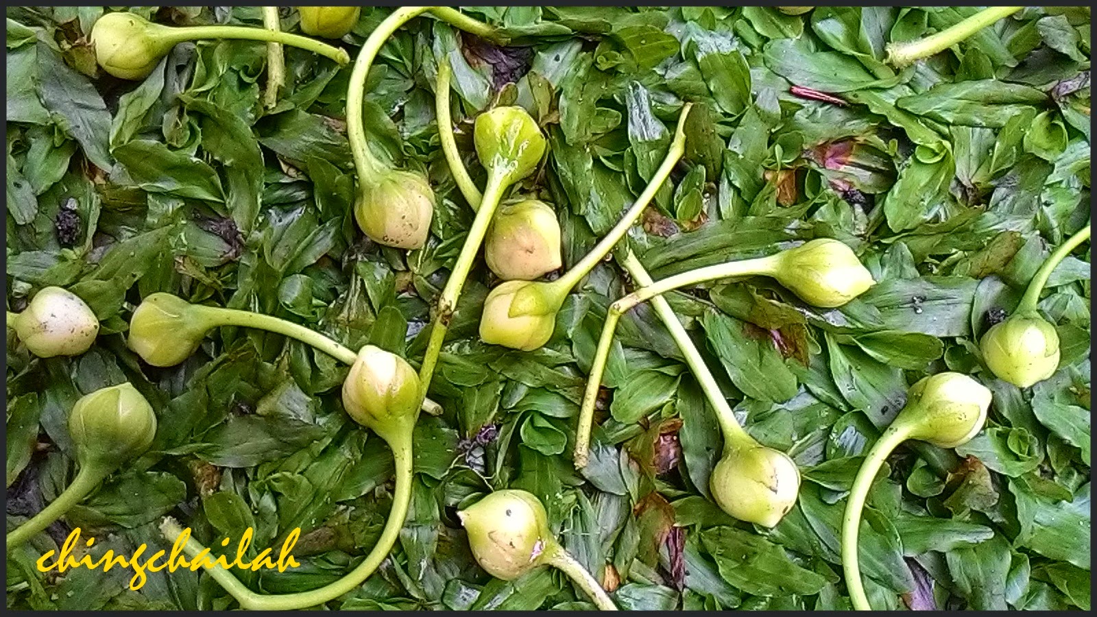 Simple Living In Nancy HOW I GROW CHINESE SPINACH (KANGKONG) IN MY GARDEN