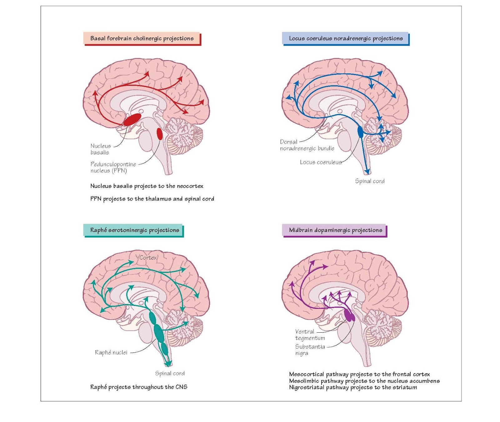 Main CNS neurotransmitters and their function pediagenosis
