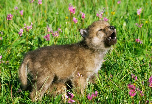 White Wolf : 15 Photos Of Adorable Howling Wolf Pups Will Make Your Day