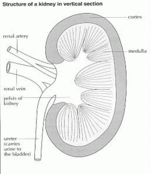 Human skeleton anatomy: Human Ovary Diagram uterus 3d diagrams 