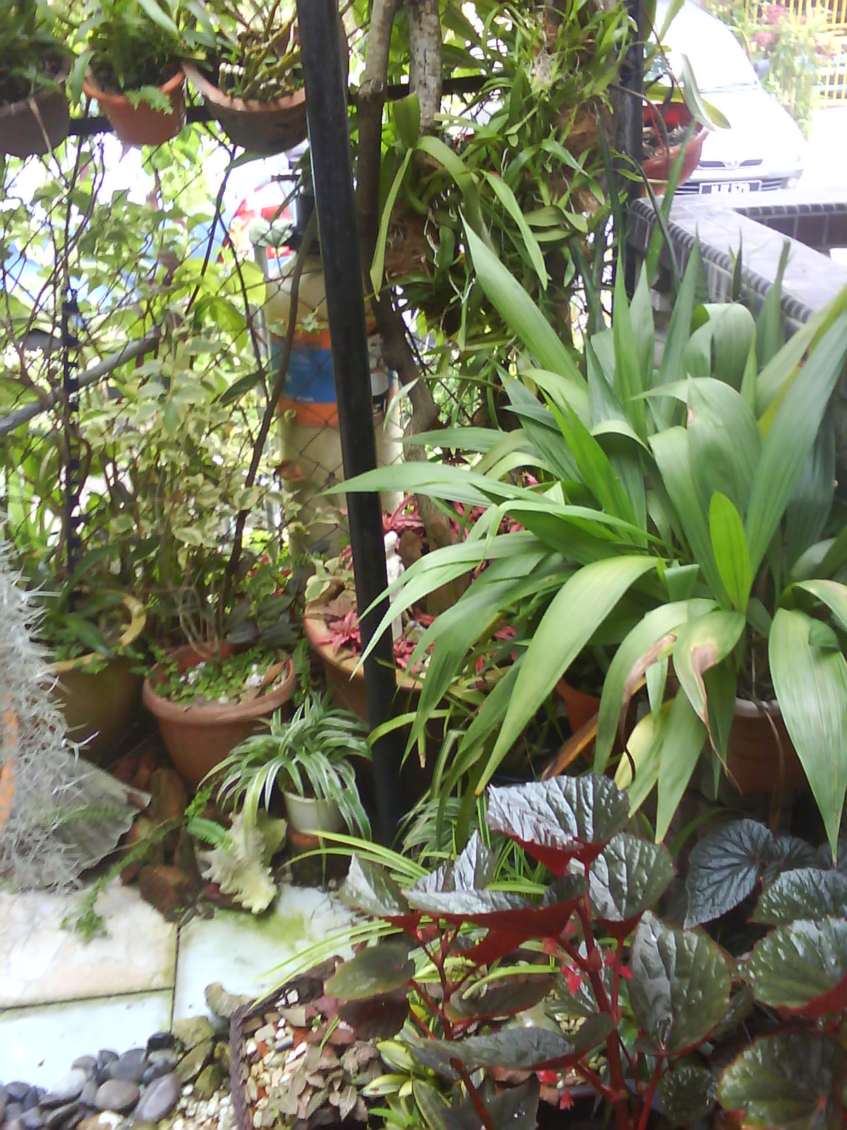 Garden Chronicles of James David Bromeliad Collection