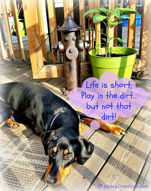 Life is short, Play in the dirt... just not the dirt inside the planters! #dobermanpuppy #containergarden #LapdogCreations ©LapdogCreations