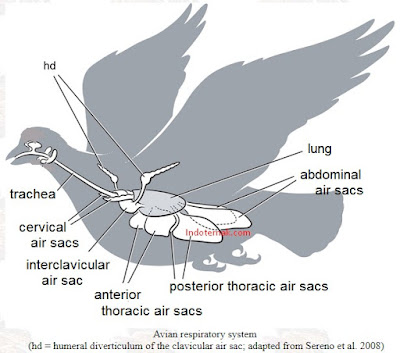 Saccus Pneumaticus Pada Burung