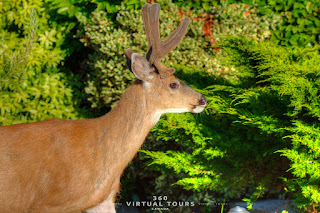 Deer Pender Island Poets Cove