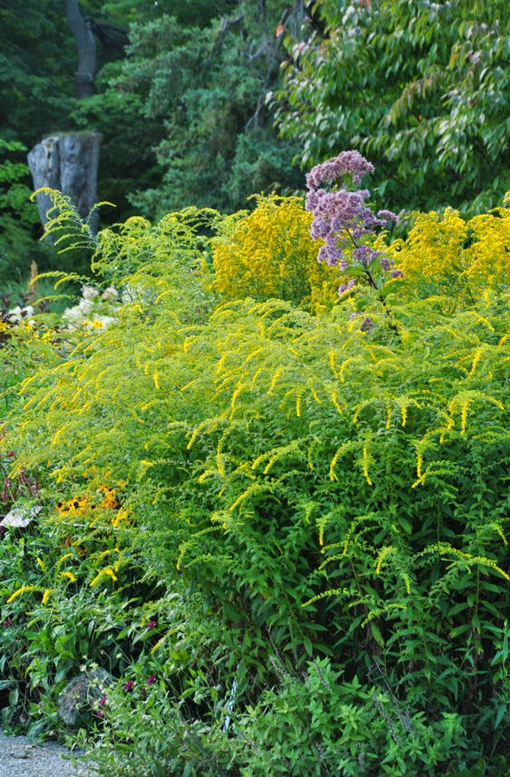 Three Dogs in a Garden The Beryl Ivey Knot Garden and Nature's Garden