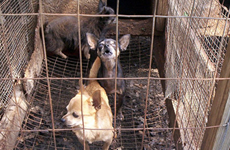 Cárcel para chetumaleños que no atiendan a sus mascotas, advierte Ayuntamiento de OPB