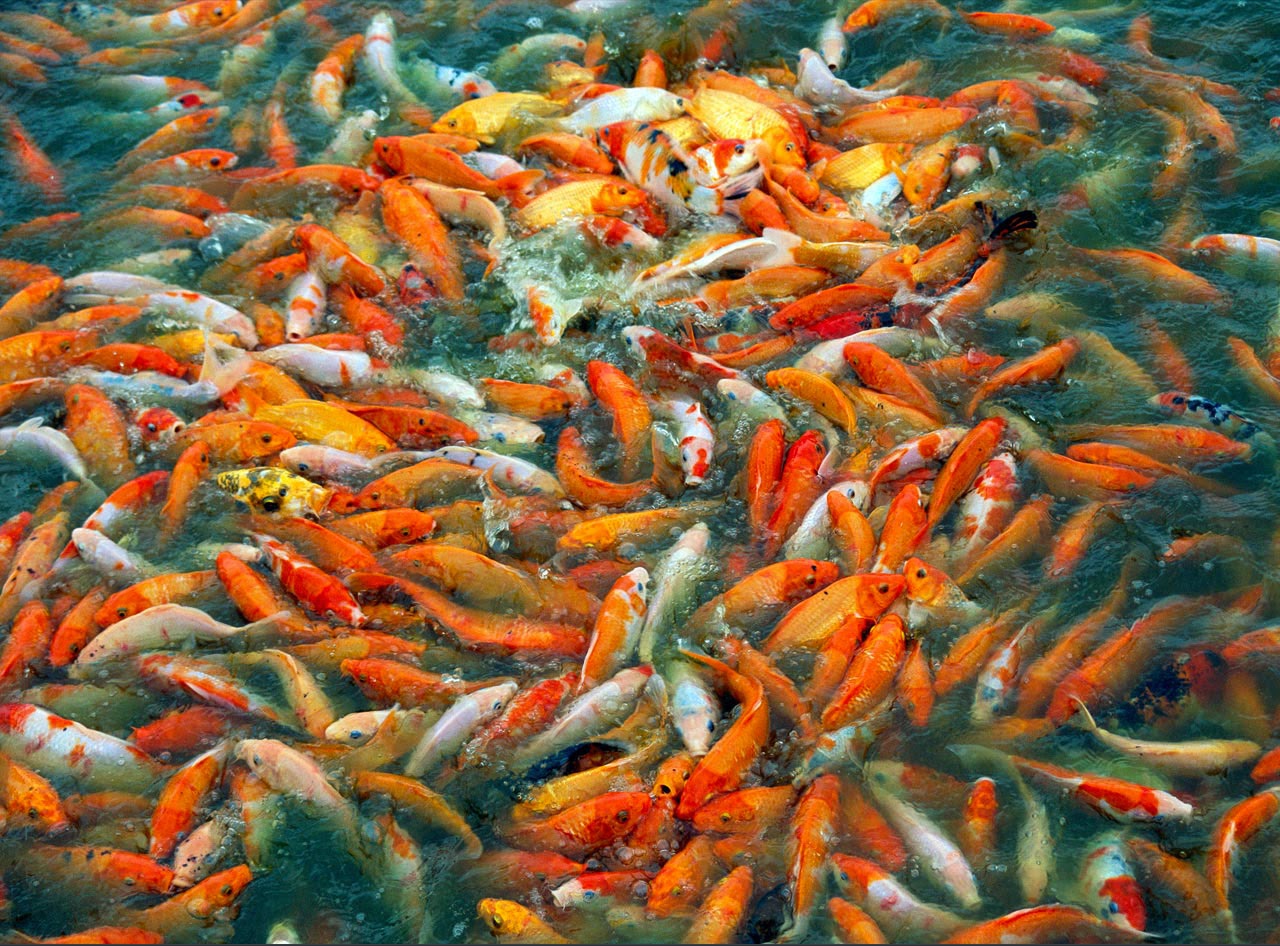 Makanan Ikan Mas - Dunia Akuarium