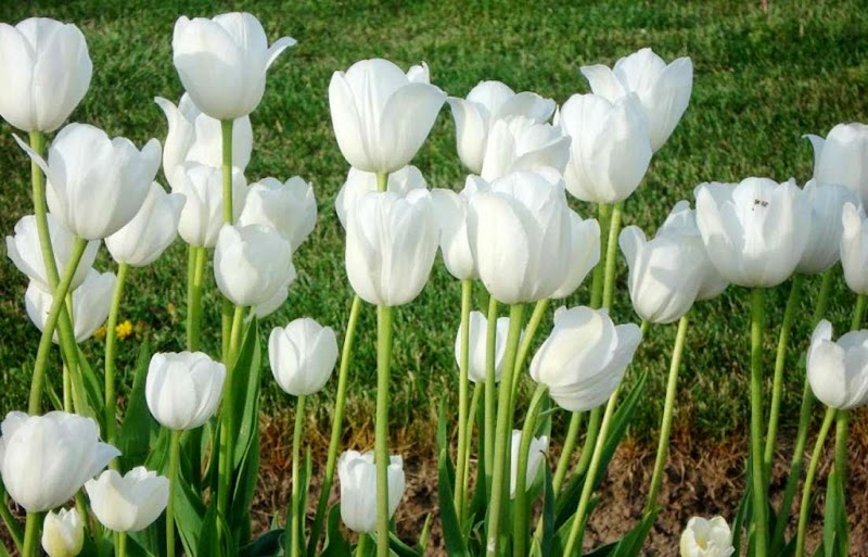 27+ Bunga Tulip Putih Artinya