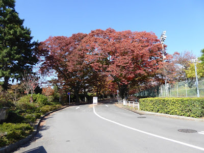 【京都府】京都府立植物園 けやき並木