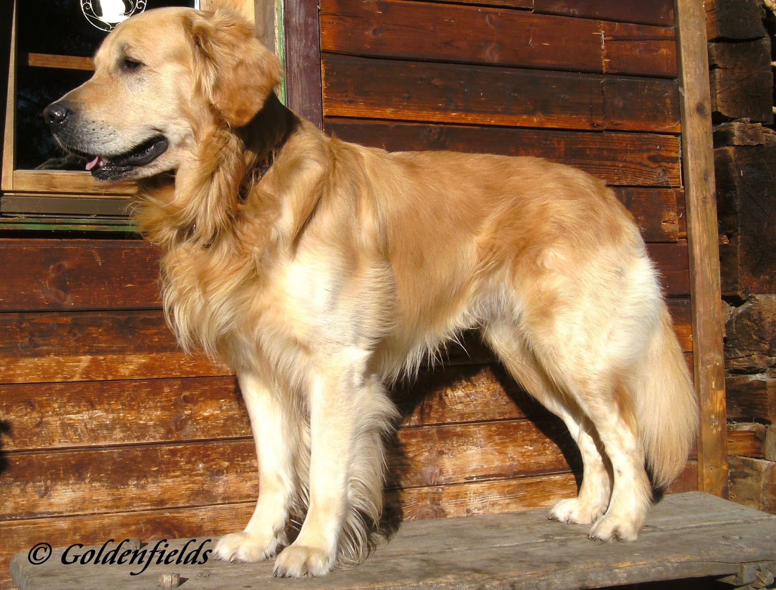 Goldwelpen Golden Retriever Welpen Familienzucht Unsere Lieben