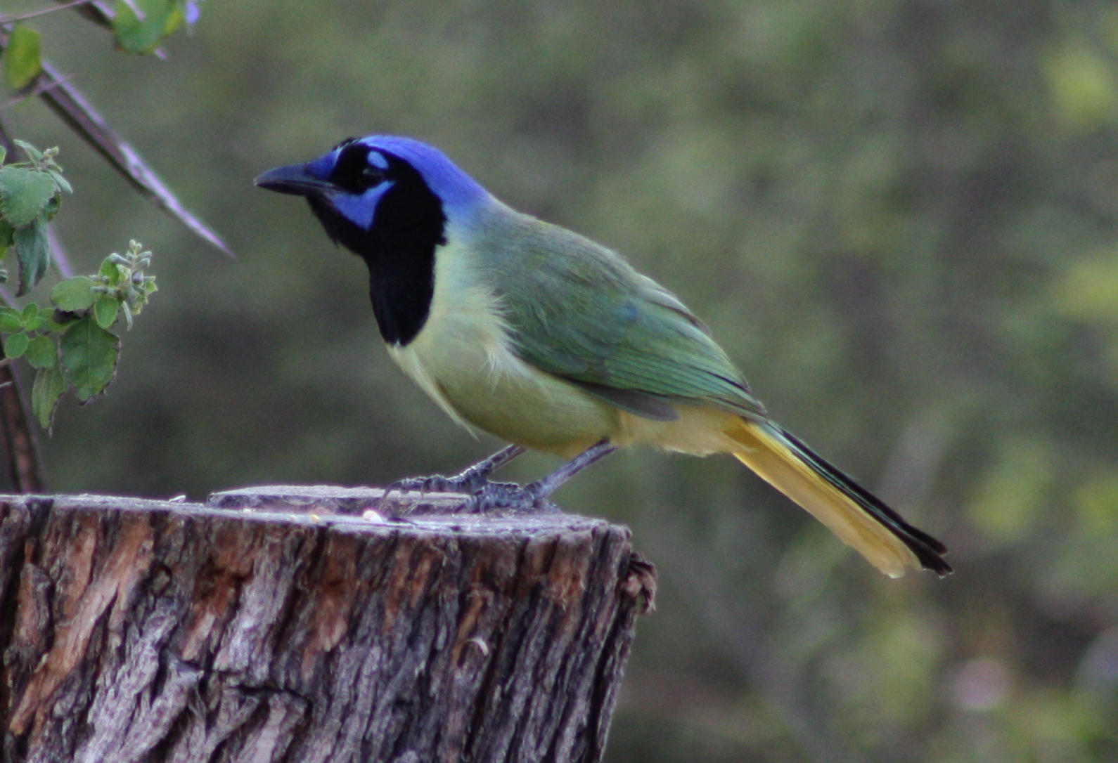 Birding Buddies Some birds in South Texas