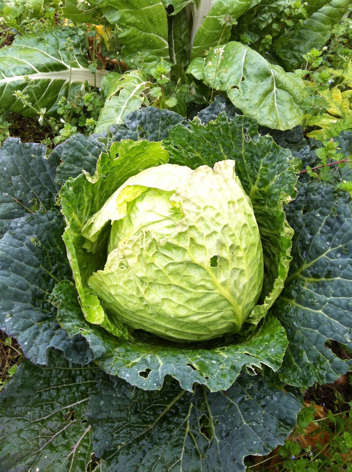 casa rural Pecci: Por fin hay repollos.