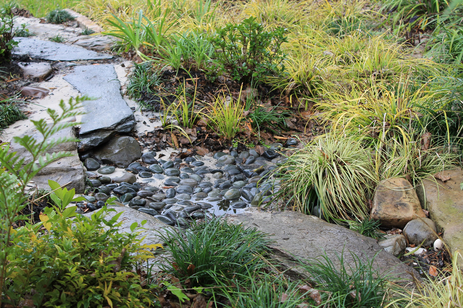 The Rainforest Garden How to Design a Dry Creek Bed 10 Tips