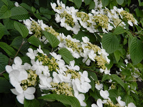 Shasta doublefile viburnum plicatum f tomentosum blooms by garden muses-not another Toronto gardening blog