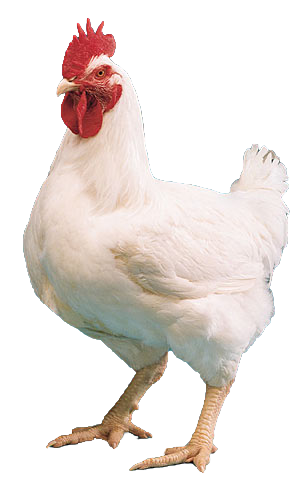 TIPS : Mengolah Ayam Broiler Agar Tidak Terlalu Berlemak dan Berlendir