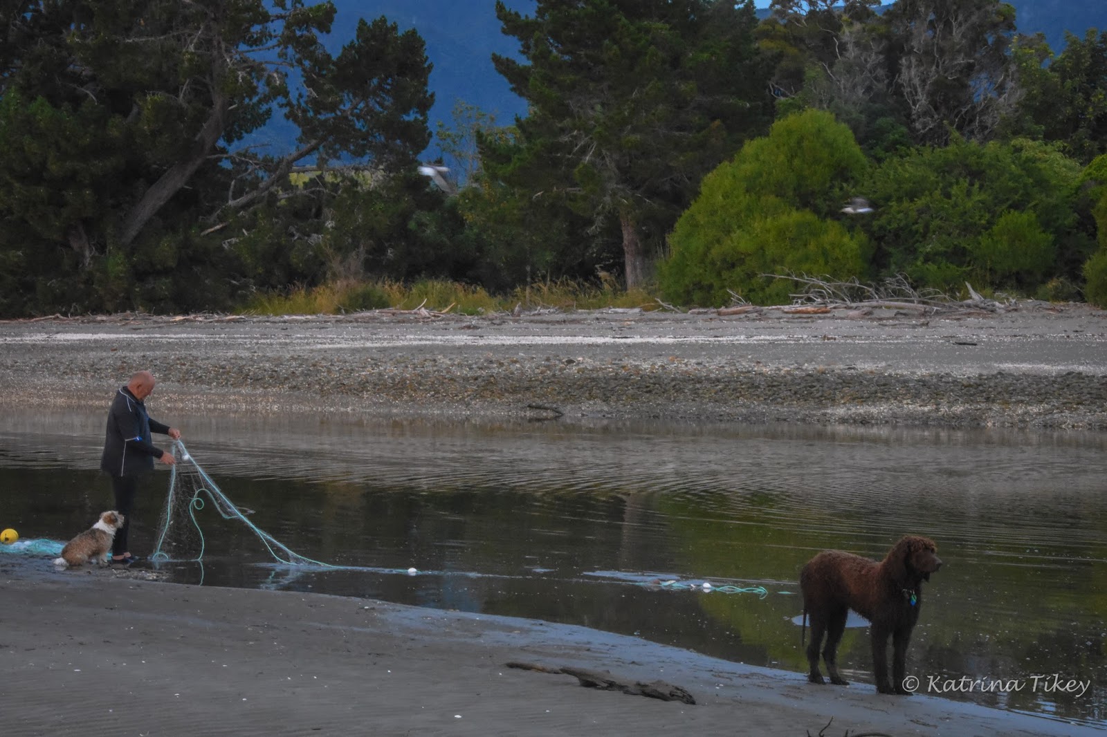 Paws Awhile Floundering About For Flounder
