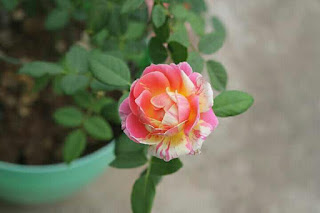 hoa hồng ngoại