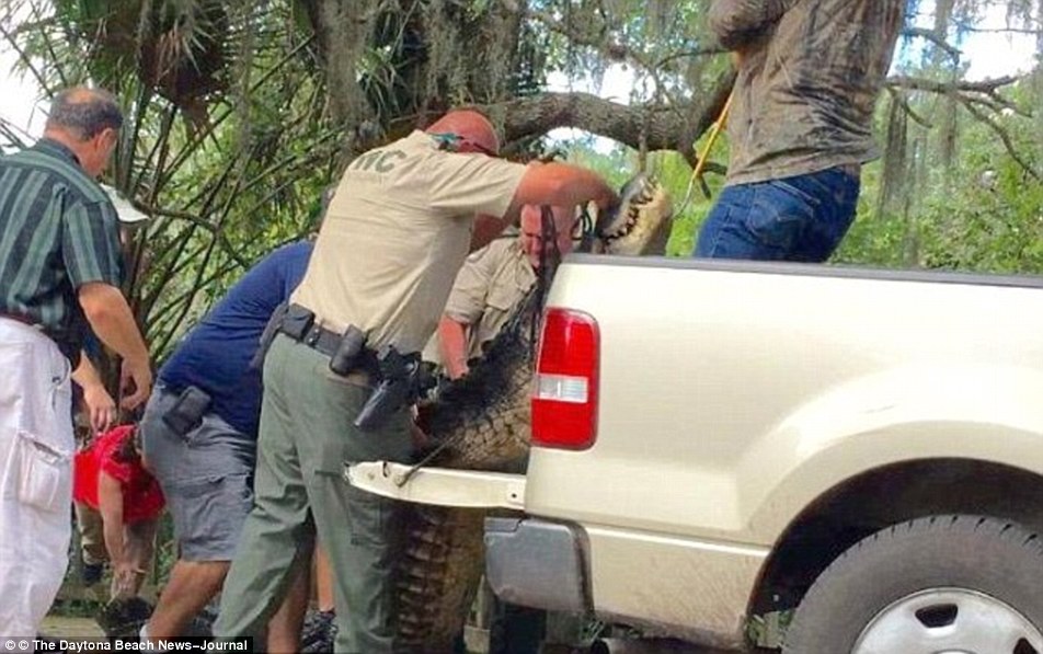 Alligator responsible for the death of a four year old boy at Florida’s