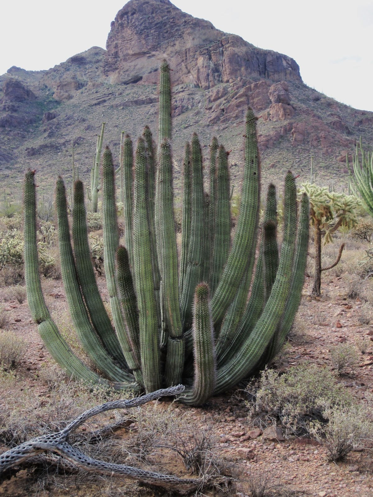 Cannundrums Edible Cactus Fruits