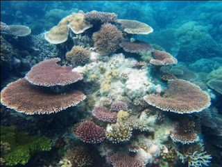 Dive Paradise Taka Bonerate South Sulawesi - Amazing Indonesia