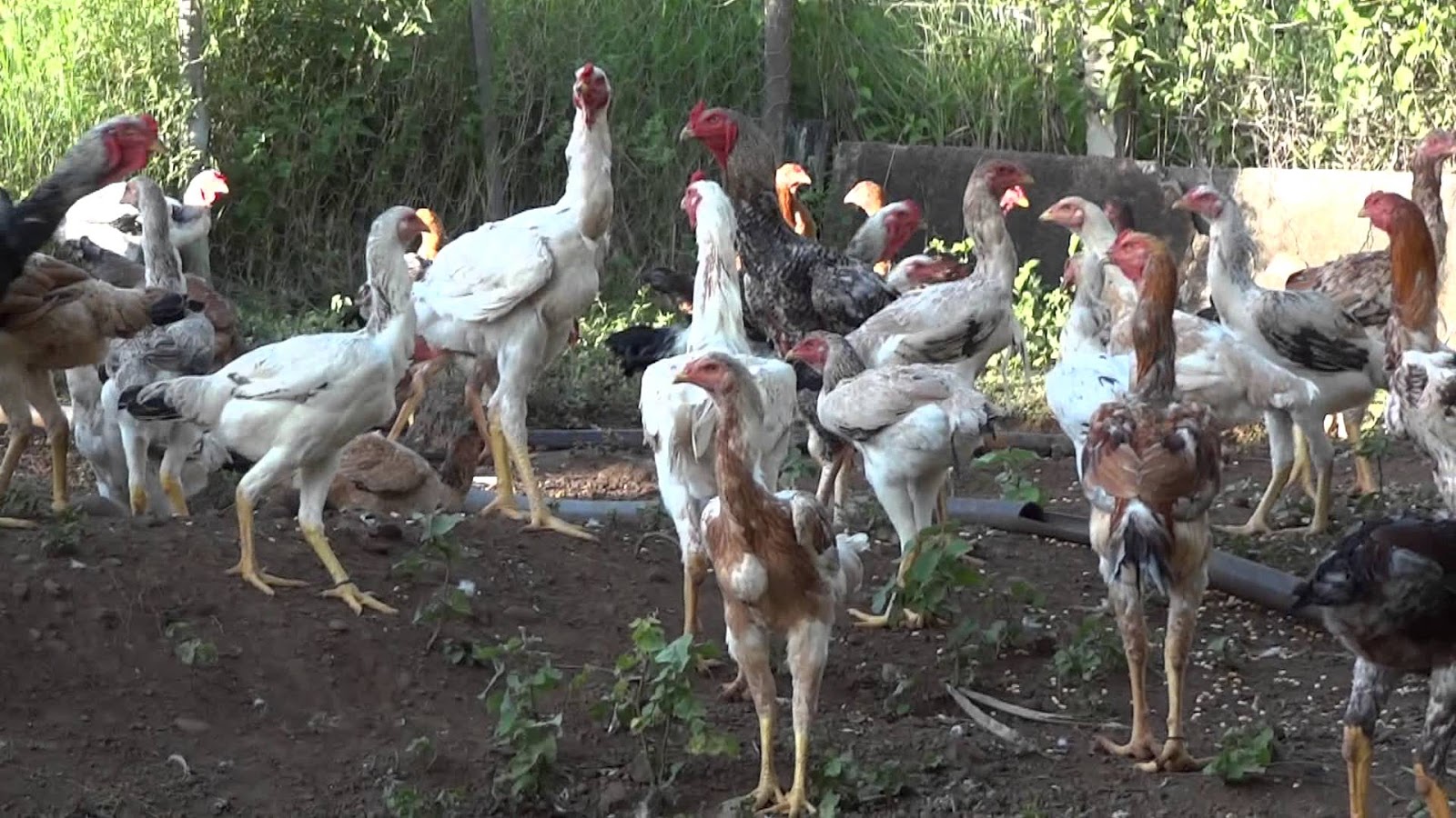 Mundo Caipira Rodrigo Matos Índio Gigante Guia Completo TUDO SOBRE A