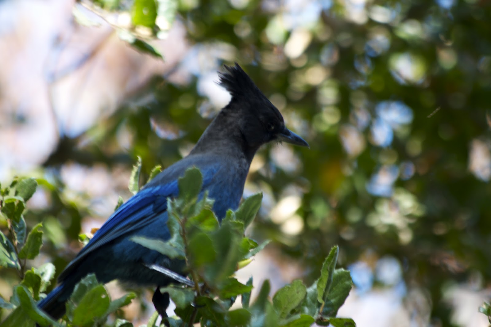 Wild Birds of California Bold and curious at Rancho San Antonio