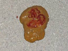 Gastrointestinal Hemorrhage in Cats