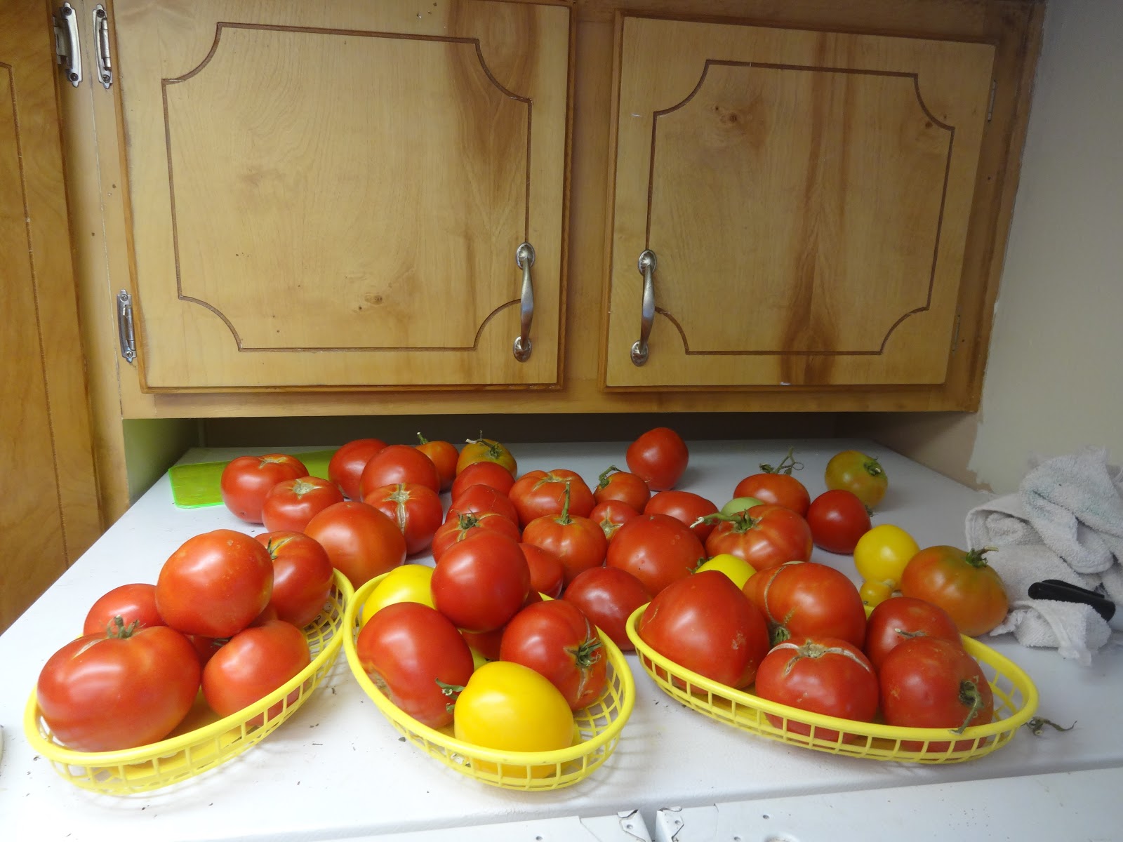 The Scientific Gardener Fridge Tomatoes