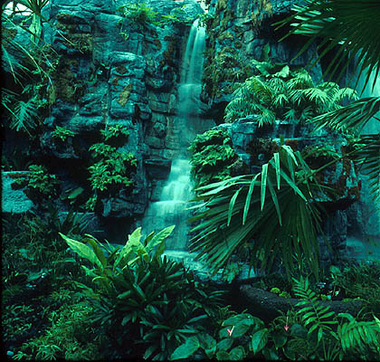 Tropical Rainforest Pictures 102