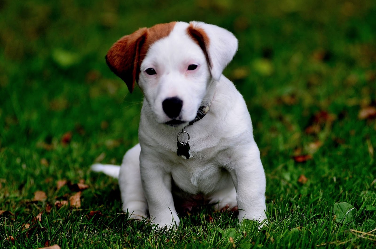 The Things I Enjoy A cute Jack Russel puppy