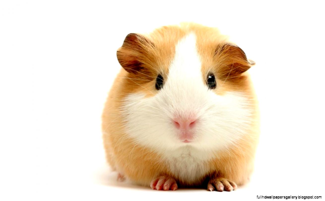 Cute Hamster Wallpaper Desktop  Best HD Wallpapers