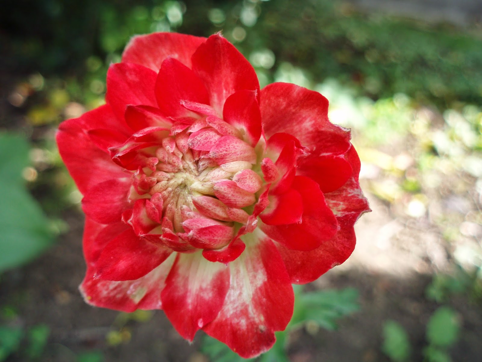 PAMELAPOPO Fleurs du mois de septembre