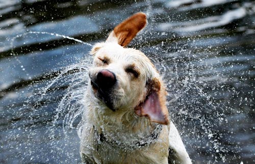 Art-Sci: Funny Pictures of Dogs Shaking off Water