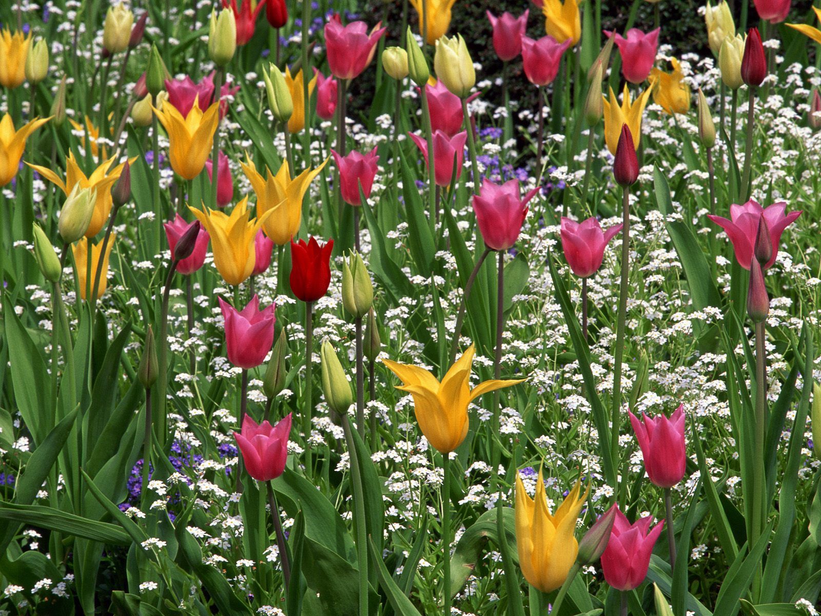 Colorful Curly Tulips HD Wallpaper ~ The Wallpaper Database