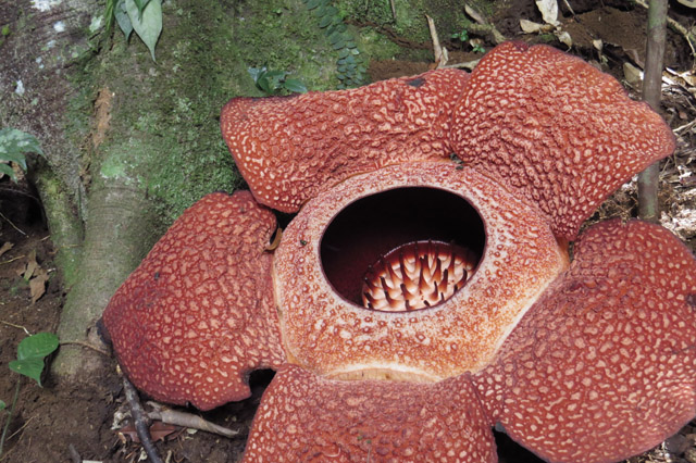 Tips Melihat Keindahan Bunga Bangkai Dan Rafflesia Di Bengkulu Aryanata Razki Indonesia S Laziest Lifestyle Blogger