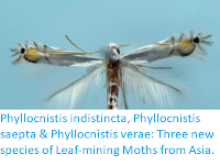 http://sciencythoughts.blogspot.co.uk/2018/03/phyllocnistis-indistincta-phyllocnistis.html