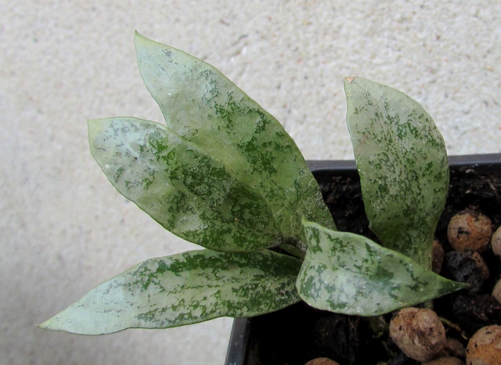 Лакуноза лаос хойя