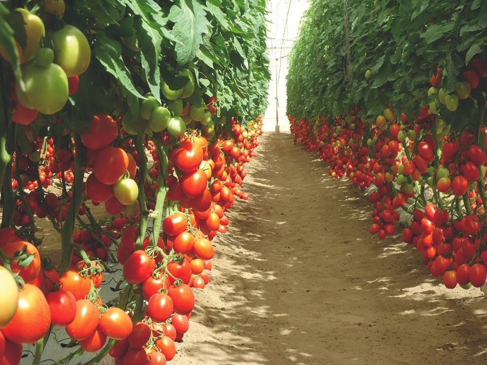 KILIMO SASA Tomato growing guidethe greenhouse way