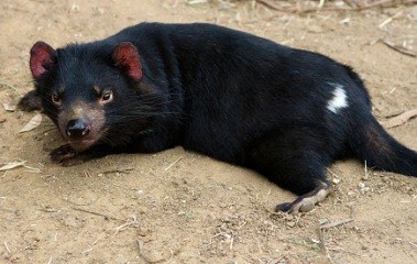 Tasmanian Devil | Interesting Facts & Latest Pictures | All Wildlife
