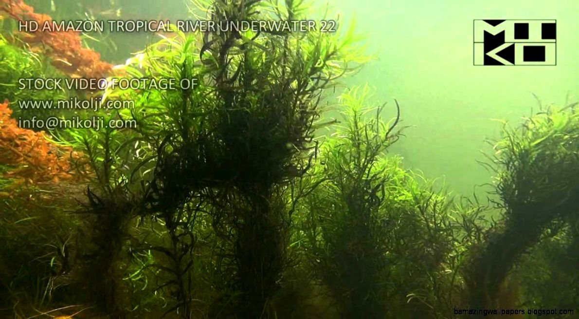 Amazon Tropical River Underwater Stock Video Footage 22   YouTube