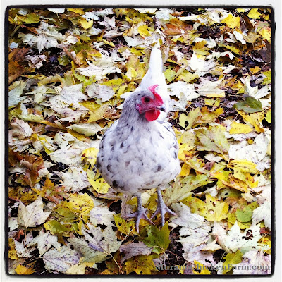 chicken standing on fall leaves