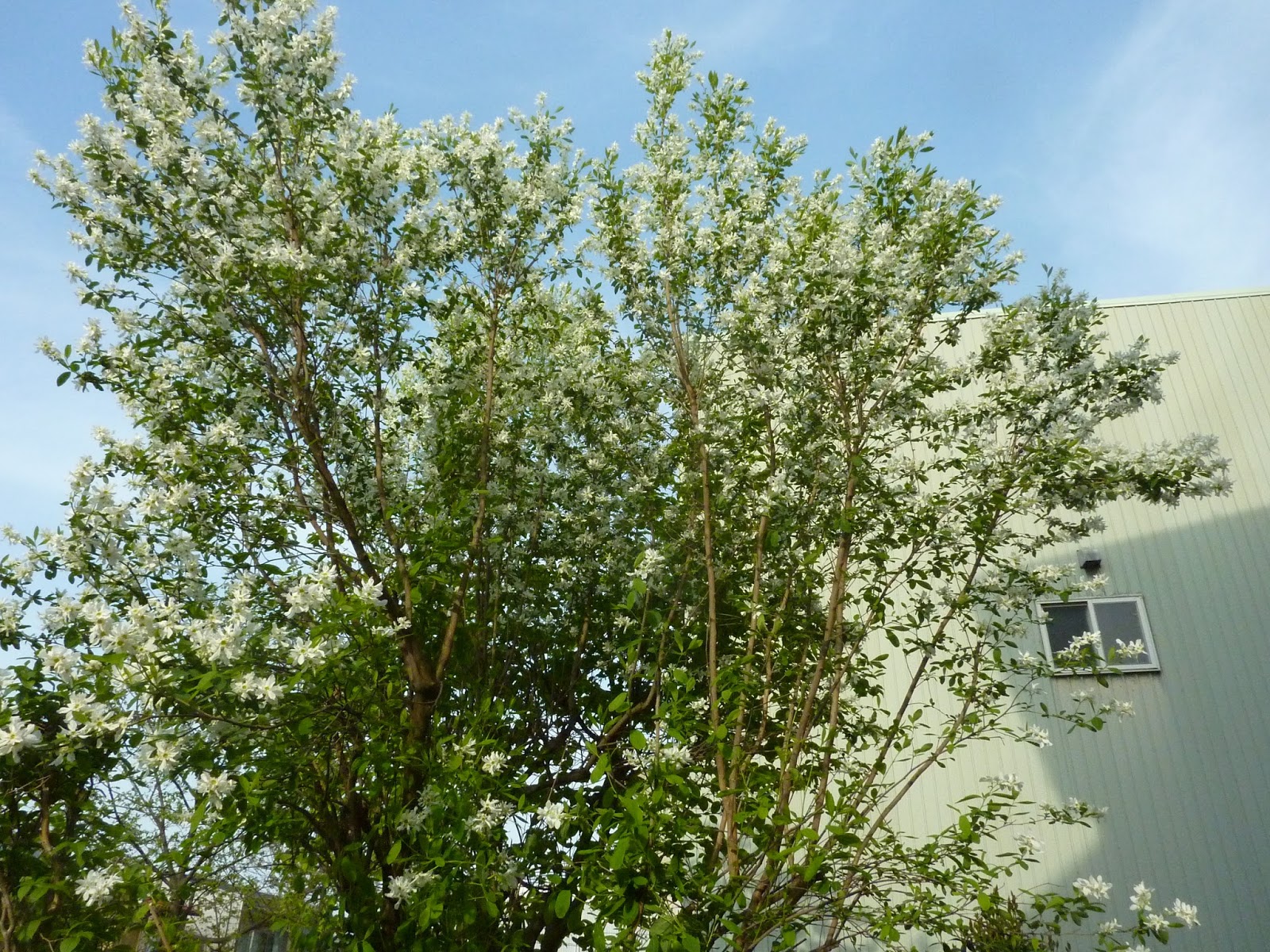 悠ゆうライフ 白い花咲く木