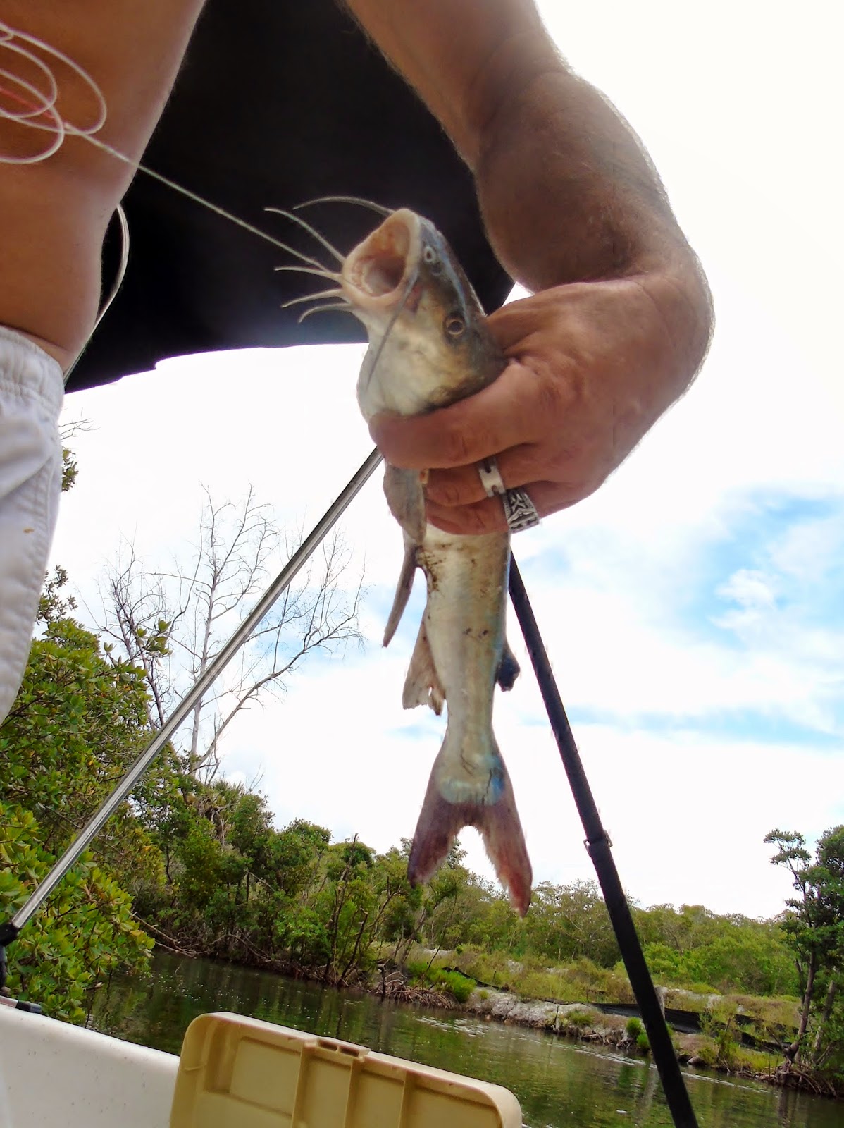My Backyard Saltwater Catfish Good to Eat?