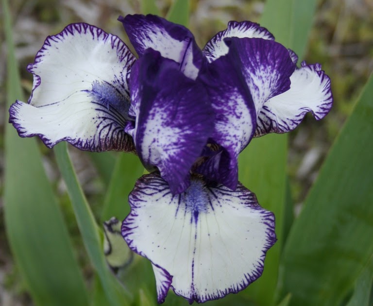 Garden Musings: April Iris