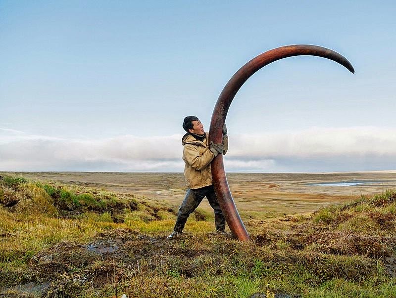 Extraction of Mammoth tusks in Siberia