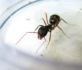 median worker of Euprenolepis procera