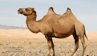 تفسير حلم الجمل في المنام تفسير حلم الجمل في المنام