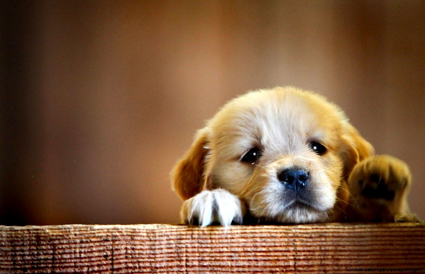 Sad Alone Cute Dogs high Definition Photographs   Wallpaper Abyss